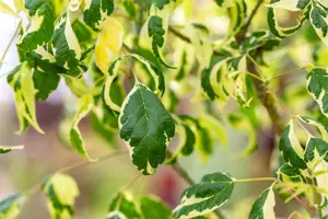 Acer negundo - STOCK FOR CRAFTING P9 - image 3
