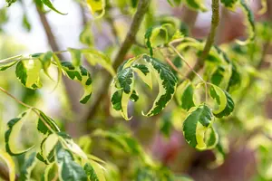 Acer negundo - STD 8-10 CM CONT     - image 2