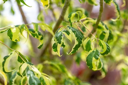 Acer negundo - 60-90 CM - image 2