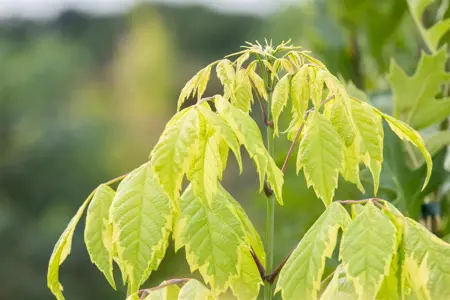 Acer negundo 'Aureomarginatum' - STDS 12-14 CM RB - image 4