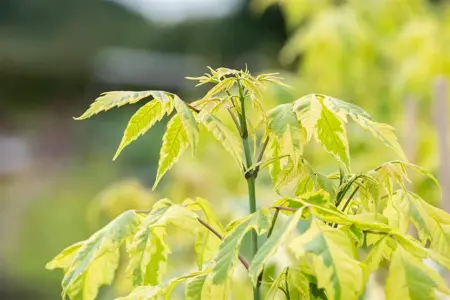 Acer negundo 'Aureomarginatum' - STEM 225 CM, GIRTH 10-12 CM C35 - image 2