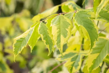 Acer negundo 'Aureomarginatum' - STEM 225 CM, GIRTH 10-12 CM C35 - image 5
