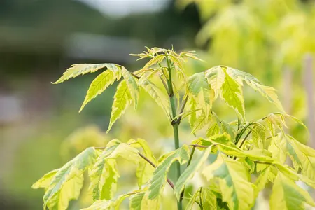 Acer negundo 'Aureomarginatum' - STDS 16-18 CM RB - image 2