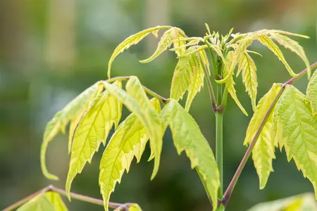 Acer negundo 'Aureomarginatum' - STDS 16-18 CM RB - image 3