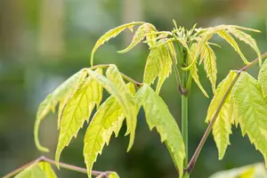 Acer negundo 'Aureomarginatum' - STDS 16-18 CM RB - image 3