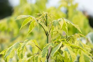 Acer negundo 'Aureomarginatum' - STDS 16-18 CM RB - image 1