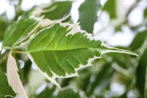 Acer negundo 'Flamingo' - STDS 12-14 CM RB - image 4