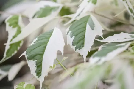 Acer negundo 'Flamingo' - STDS 14-16 CM RB - image 1