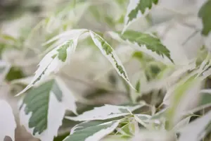 Acer negundo 'Flamingo' - STDS 14-16 CM RB - image 2