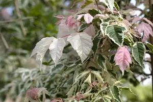 Acer negundo 'Flamingo' - STD 16-18 CM CONT    - image 5