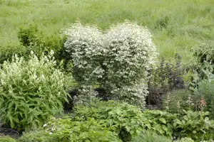 Acer negundo 'Flamingo' - 60-80 CM RB - image 5