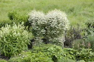 Acer negundo 'Flamingo' - STDS 6-8 CM - image 4