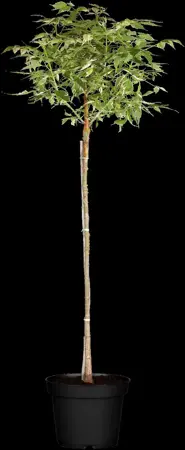 Acer negundo 'Flamingo' - STDS 12-14 CM RB - image 3