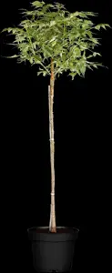 Acer negundo 'Flamingo' - STD 14-16 CM CONT - image 3