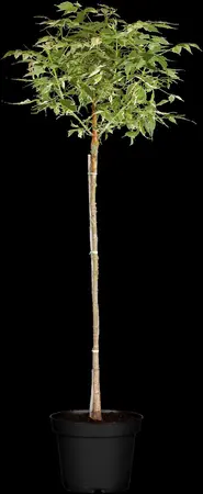 Acer negundo 'Flamingo' - 100-125 CM C12 - image 3