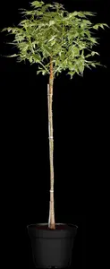 Acer negundo 'Flamingo' - STD 10-12 CM CONT    - image 3