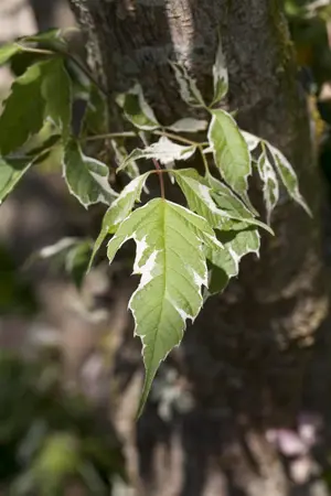 Acer negundo 'Variegatum' - STD 14-16 CM CONT - image 1