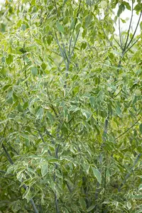 Acer negundo 'Variegatum' - 100-125 CM C10 - image 4