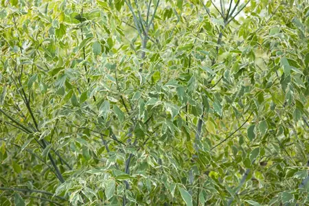 Acer negundo 'Variegatum' - 80-100 CM C10 - image 2