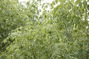 Acer negundo 'Variegatum' - 125-150 CM C12 - image 3