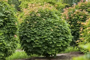 Acer Norwegian Sunset - STD 10-12 CM CONT    - image 5