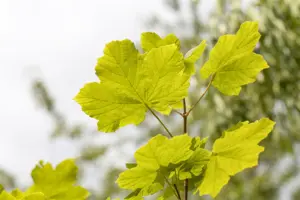 Acer opalus
