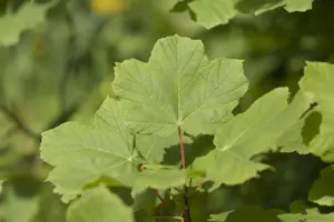 Acer opalus - MULTISTEM 350-400 CM CONT - image 2
