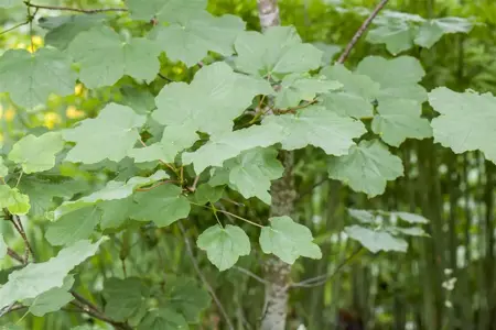 Acer opalus - MULTISTEM 350-400 CM CONT - image 3