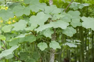 Acer opalus - MULTISTEM 350-400 CM CONT - image 3