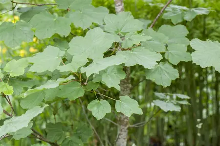 Acer opalus - 250-300 CM C80 - image 3