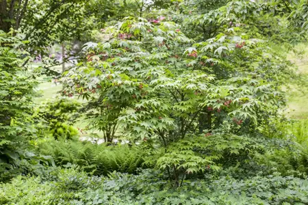 ACER pal OSAKAZUKI 90-120CM TREE 10L - image 5