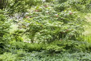 ACER pal OSAKAZUKI SHRUB 90-120CM 10L - image 5