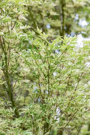 Acer palm. 'Kagiri-nishiki' - 40-50 CM C2 - image 1