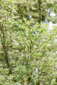 Acer palm. 'Kagiri-nishiki'