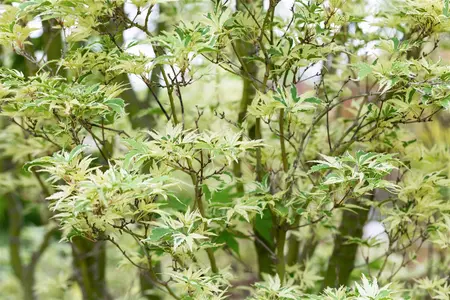 Acer palm. 'Kagiri-nishiki' - 40-50 CM C2 - image 2