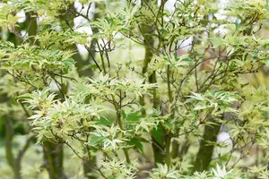 Acer palm. 'Kagiri-nishiki' - 40-50 CM C2 - image 2
