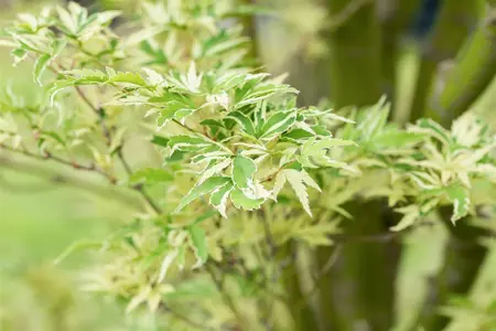 Acer palm. 'Kagiri-nishiki' - 40-50 CM C2 - image 4