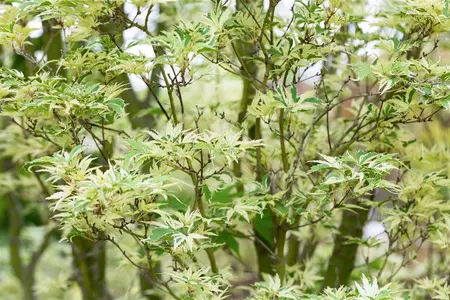 Acer palm. 'Kagiri-nishiki' - 250-300 CM C180 - image 2