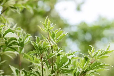 Acer palm. 'Kagiri-nishiki' - 250-300 CM C180 - image 3