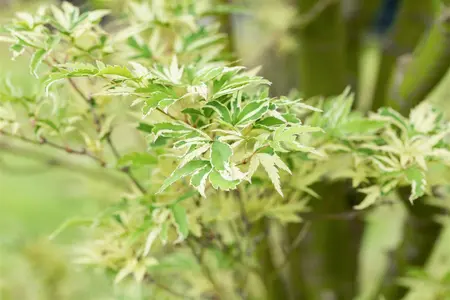 Acer palm. 'Kagiri-nishiki' - 300-350 CM C180 - image 4