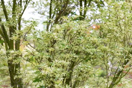 Acer palm. 'Kagiri-nishiki' - 300-350 CM C180 - image 5