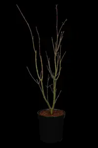 Acer palm. 'Orange Dream' - 50-60 CM C7.5 - image 1