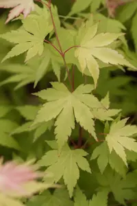 Acer palm. 'Orange Dream' - 50-60 CM C7.5 - image 2