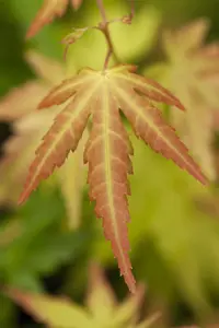 Acer palm. 'Orange Dream' - 50-60 CM C7.5 - image 4