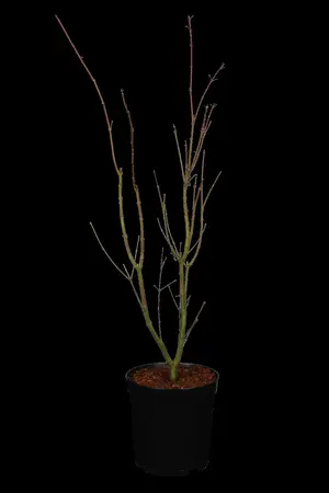 Acer palm. 'Orange Dream' - 40-50 CM C6.5 - image 1