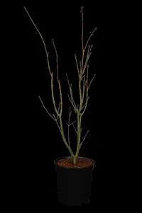 Acer palm. 'Orange Dream' - 40-50 CM C6.5 - image 1