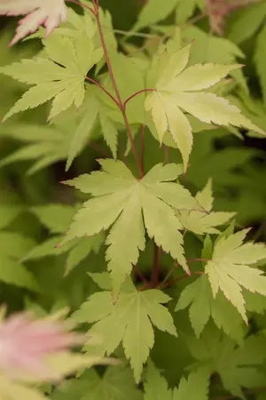 Acer palm. 'Orange Dream' - 40-50 CM C6.5 - image 2