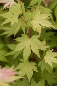 Acer palm. 'Orange Dream' - 40-50 CM C6.5 - image 2