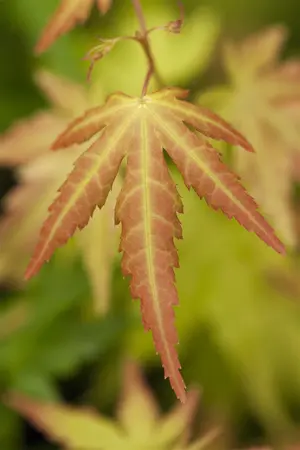 Acer palm. 'Orange Dream' - 40-50 CM C6.5 - image 4