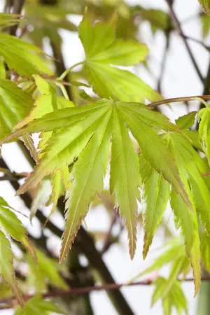 Acer palm. 'Orange Dream' - 40-50 CM C6.5 - image 5